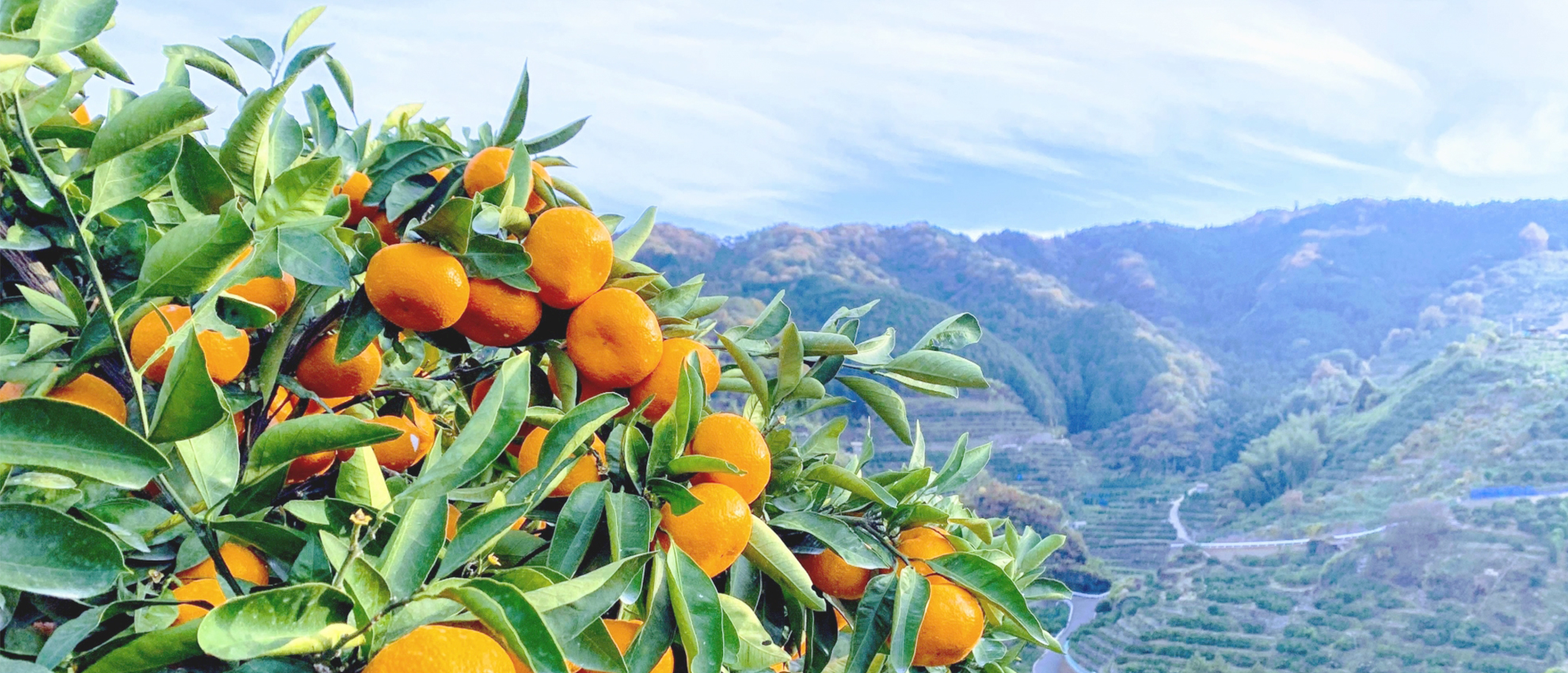 愛媛県宇和島市の柑橘類を⾒守りながら⾃社⼯場で製造しています